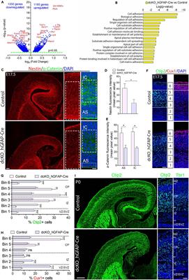 Loss of BAF Complex in Developing Cortex Perturbs Radial Neuronal Migration in a WNT Signaling-Dependent Manner